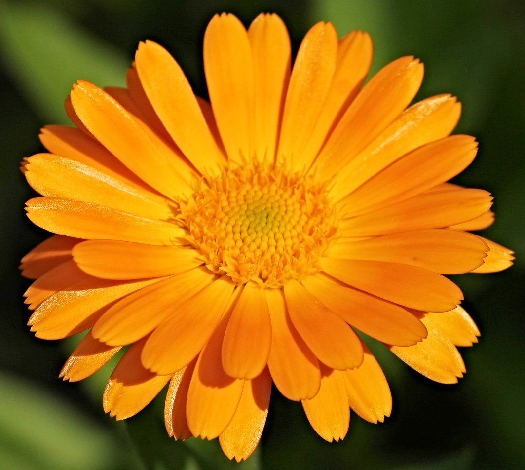 Ringelblume, Heilkraut, Kraeuterzimmer