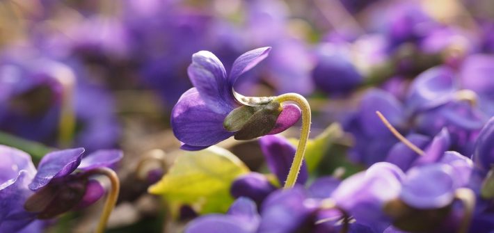 Veilchen_Kraeuterzimmer_Wiese_Viola_odorata