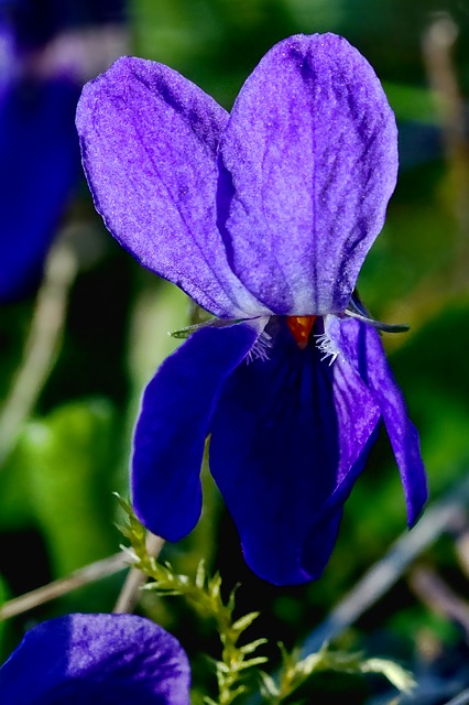 Veilchen_viola_odorata_Portrait_Kraeuterzimmer_Blog