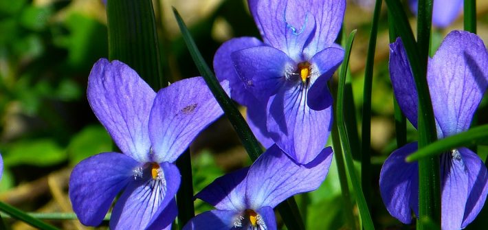 Veilchen_viola_odorate_Krauterzimmer