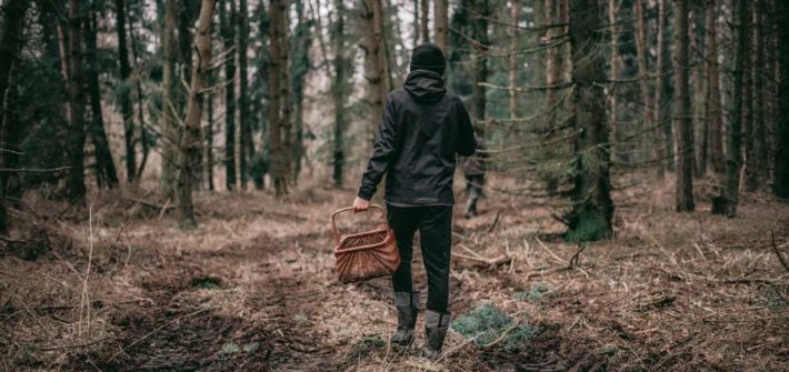 wildkräuterausbildungen-wanderung-wald-heilkräuter-sammeln