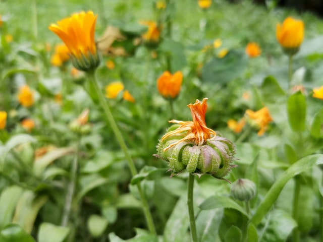 Ringelblume-Samen