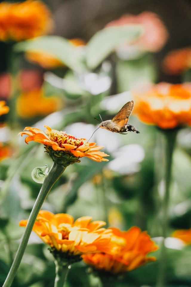 Ringelblume-mit-Schmetterling