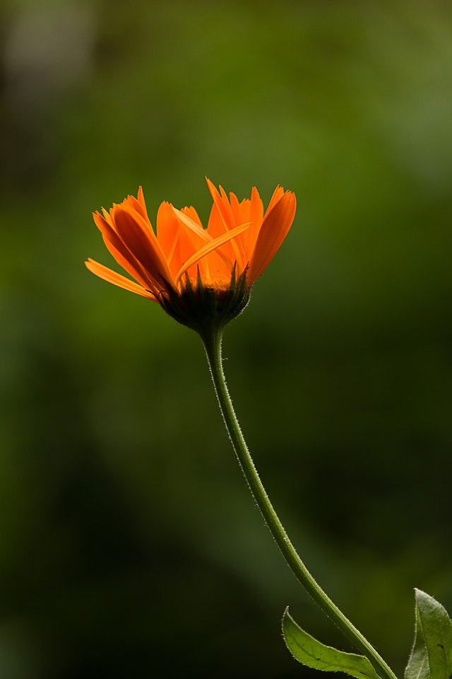 Ringelblume-wirkung