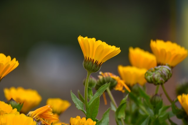 Ringelblumensalbe-selber-machen