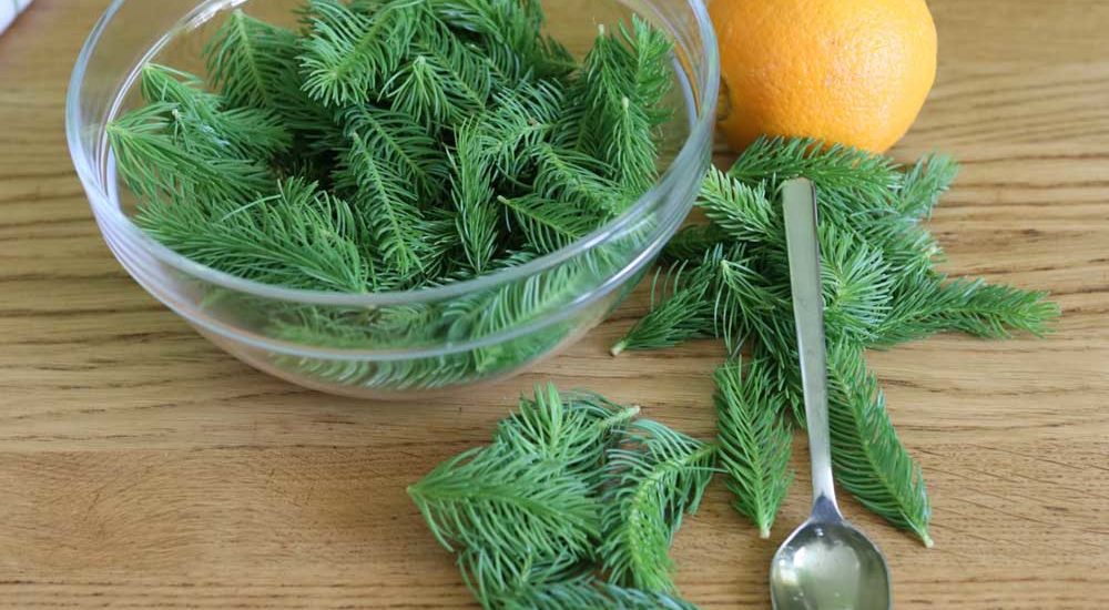 erfrischender-fichtennadeltrunk