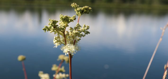 Mädesüß-Heilpflanze-Pflanzenportrait-Kräuterzimmer-Blog