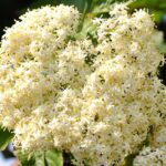 Holunder-Holunderblüten